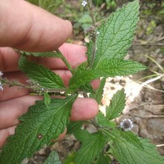 Verbena carolina