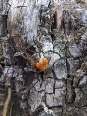Trentepohlia aurea