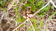 Phyla nodiflora