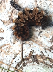 Phaegopterina