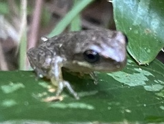 Hyla femoralis