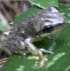 Hyla femoralis