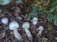 Agaricus