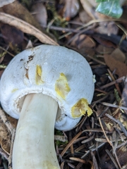Agaricus