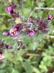 Parentucellia latifolia