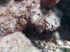Echinodermata