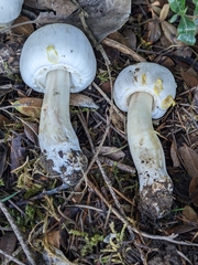 Agaricus