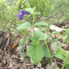 Scutellaria dumetorum