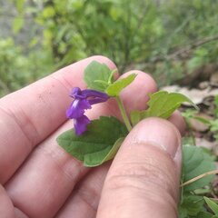 Scutellaria dumetorum