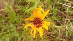 Asteroideae