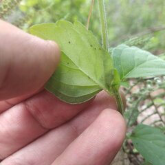 Scutellaria dumetorum