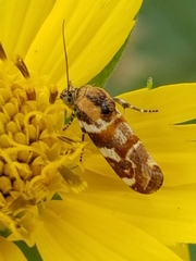 Spragueia jaguaralis