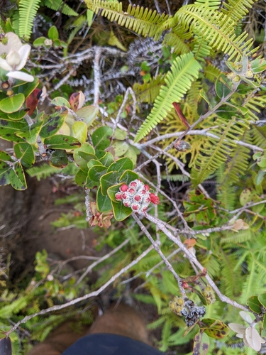 Metrosideros collina observed 2022-10-08