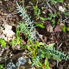Pellaea ternifolia