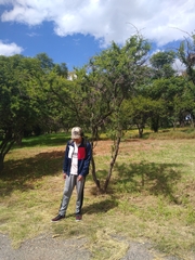 Vachellia farnesiana