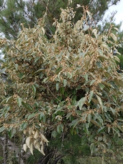 Elaeagnus thunbergii