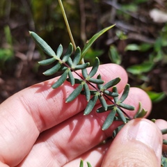 Pellaea ternifolia