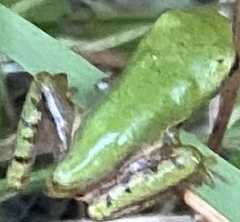 Hyla squirella