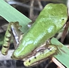 Hyla squirella