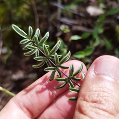 Pellaea ternifolia