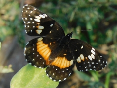 Chlosyne lacinia adjutrix