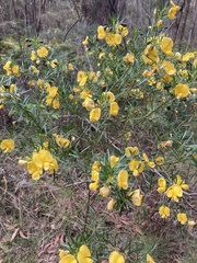 Gompholobium latifolium