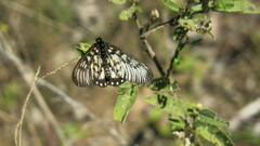 Acraea andromacha