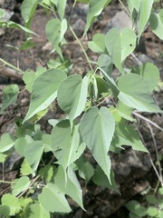 Abutilon trisulcatum