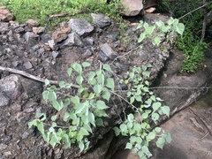 Abutilon trisulcatum