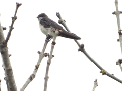 Pygochelidon cyanoleuca