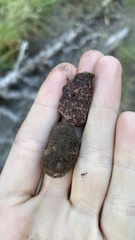 Hydnotrya cerebriformis