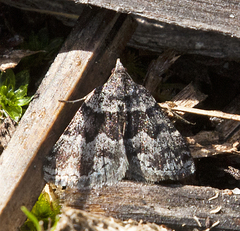 Dichromodes ainaria