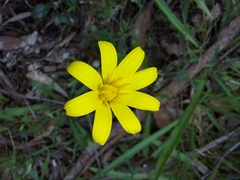 Microseris