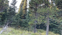 Hydnotrya cerebriformis