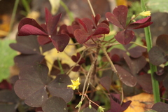 Oxalis stricta rufa