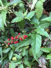 Rivina humilis