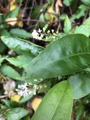 Rivina humilis