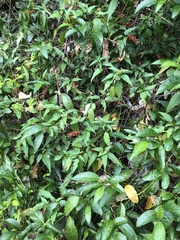 Rivina humilis
