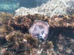 Pseudorhiza haeckeli