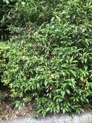 Rivina humilis