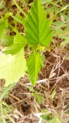 Malvastrum coromandelianum