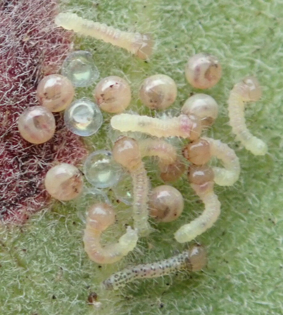 California oakworm