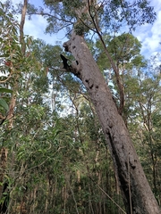 Corymbia