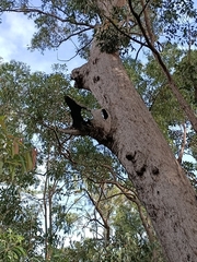 Corymbia