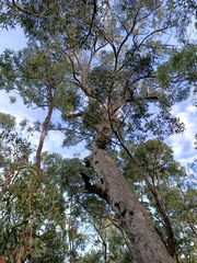 Corymbia