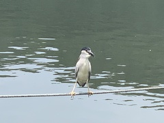 Nycticorax nycticorax