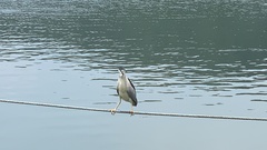 Nycticorax nycticorax