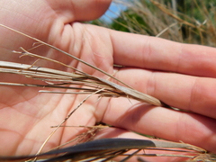 Schizachyrium littorale