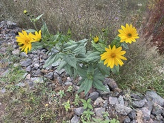 Helianthus tuberosus