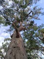 Corymbia